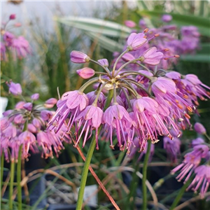 Allium Thunbergii 'Ozawa'